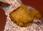 Narsarsukite Mineral
